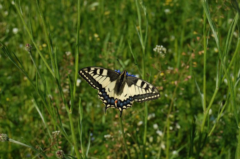 Schwalbenschwanz Schmetterling auf Bio Blühwiese